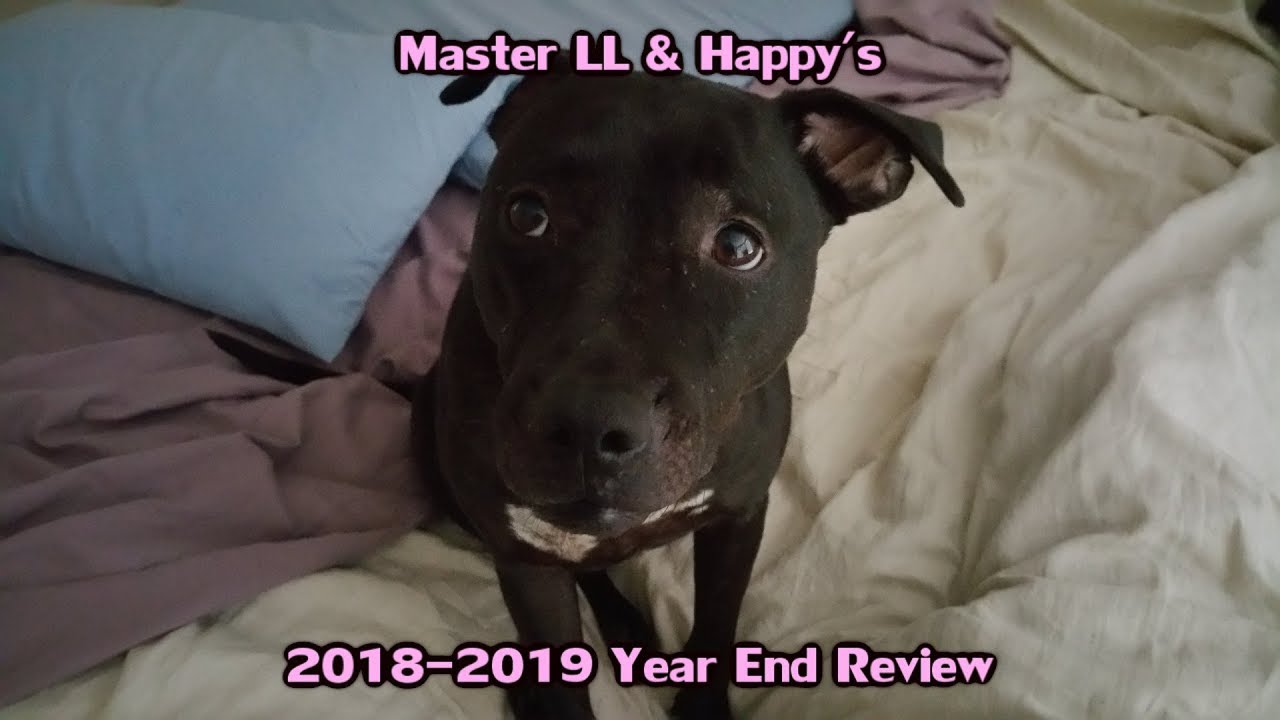 「Master LL's Videos」 2018-2019 Year End Review