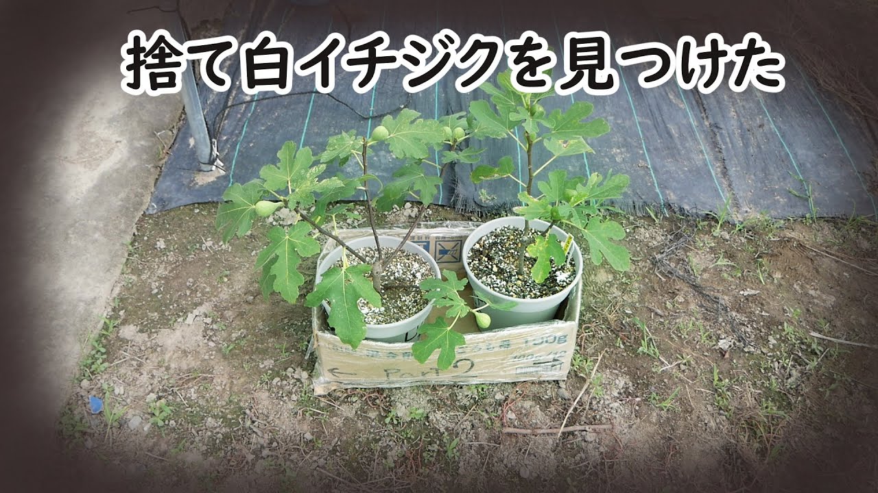 ある日、白イチジクが落ちてたので保護しました