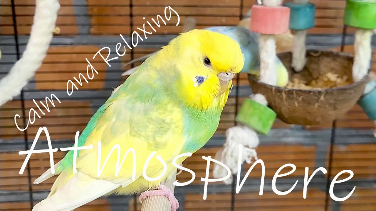 Budgie sounds: our birds create a calm and relaxing atmosphere for you and your pets