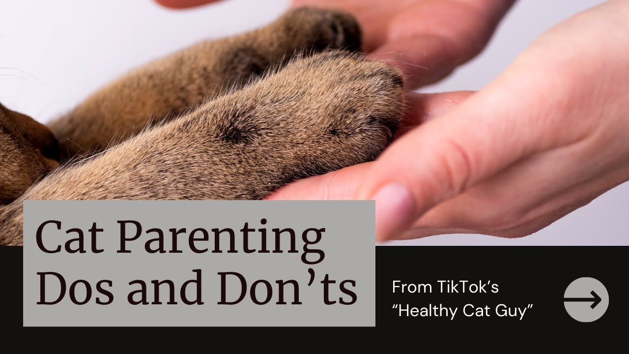 Cat Parenting Dos and Don'ts - from TikTok's Healthy Cat Guy