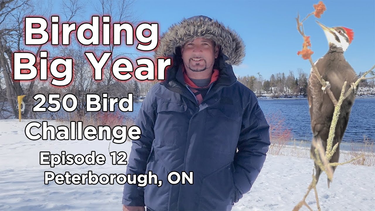 Birding Big Year 250 Bird Challenge Peterborough Ep 12