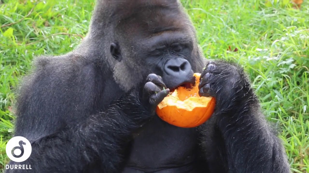 Halloween at Jersey Zoo