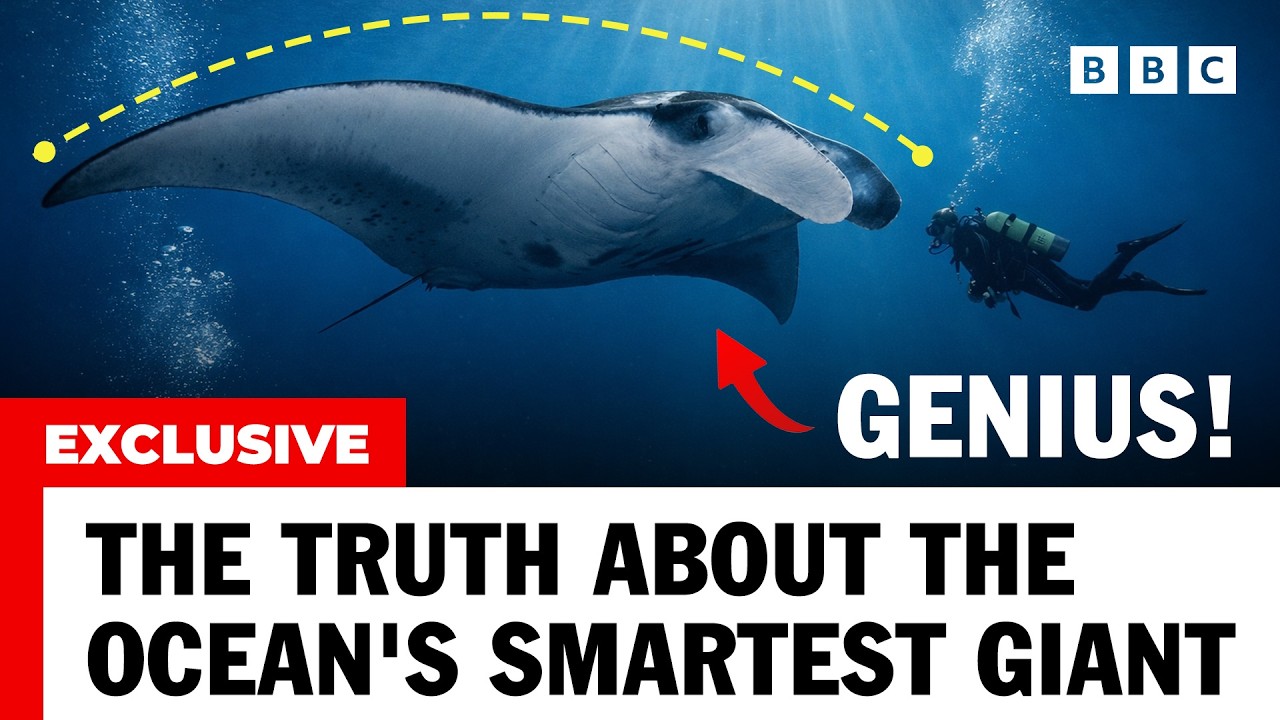 The Ocean's SMARTEST Giant (It’s Not a Whale)
