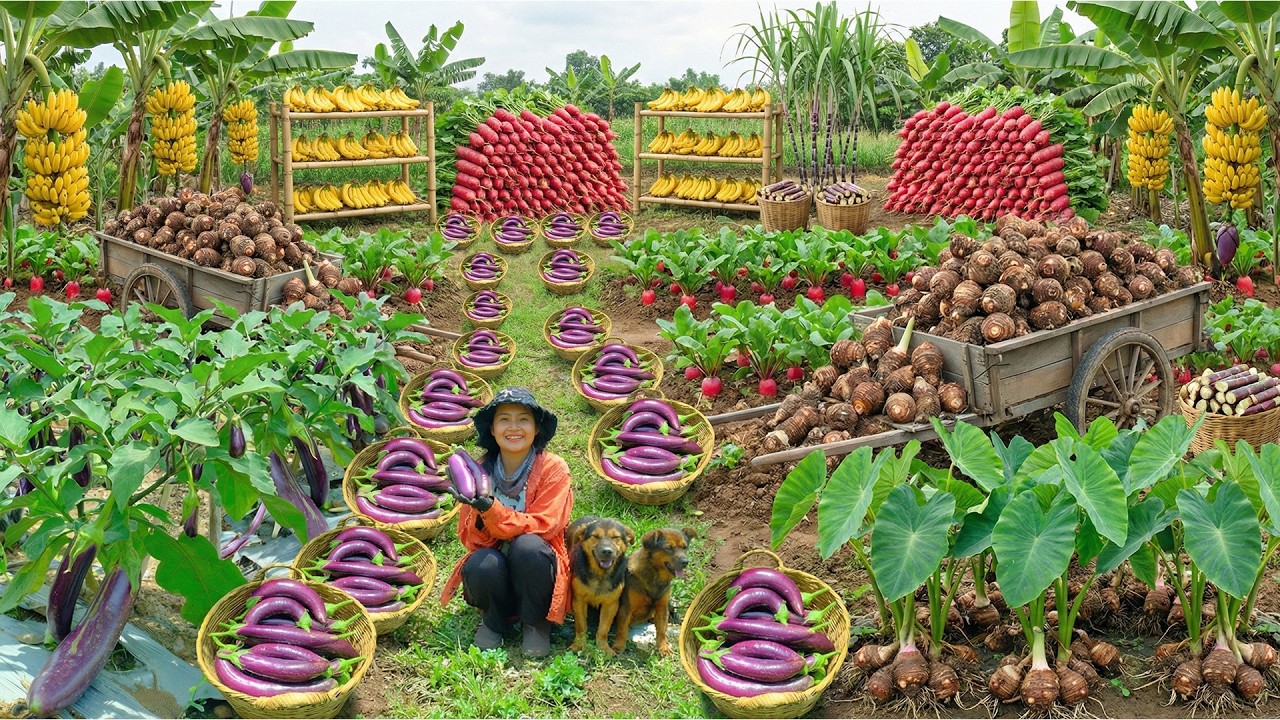 Relax With Harvest: Taro, Red Radish, Eggplant, Banana, Sugarcane, Golden Star Apple, Cauliflower