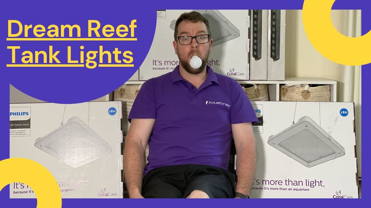 Lighting Up The Dream Reef Tank!