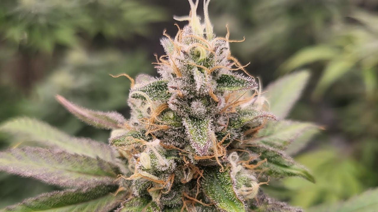Growroom update. Getting close to harvest time for the Sugar Black Rose.  #spiderfarmer
