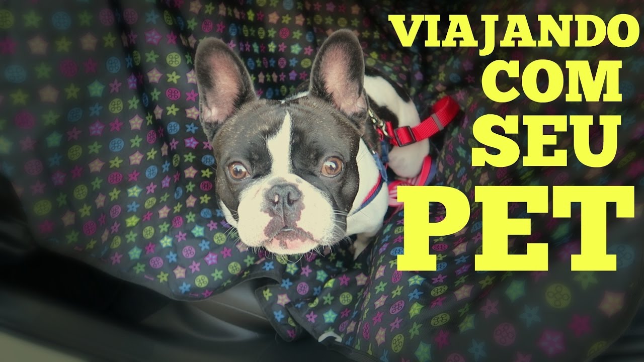 Viajando com seu Pet - Dicas de Viagem para Pet/Bulldog Francês