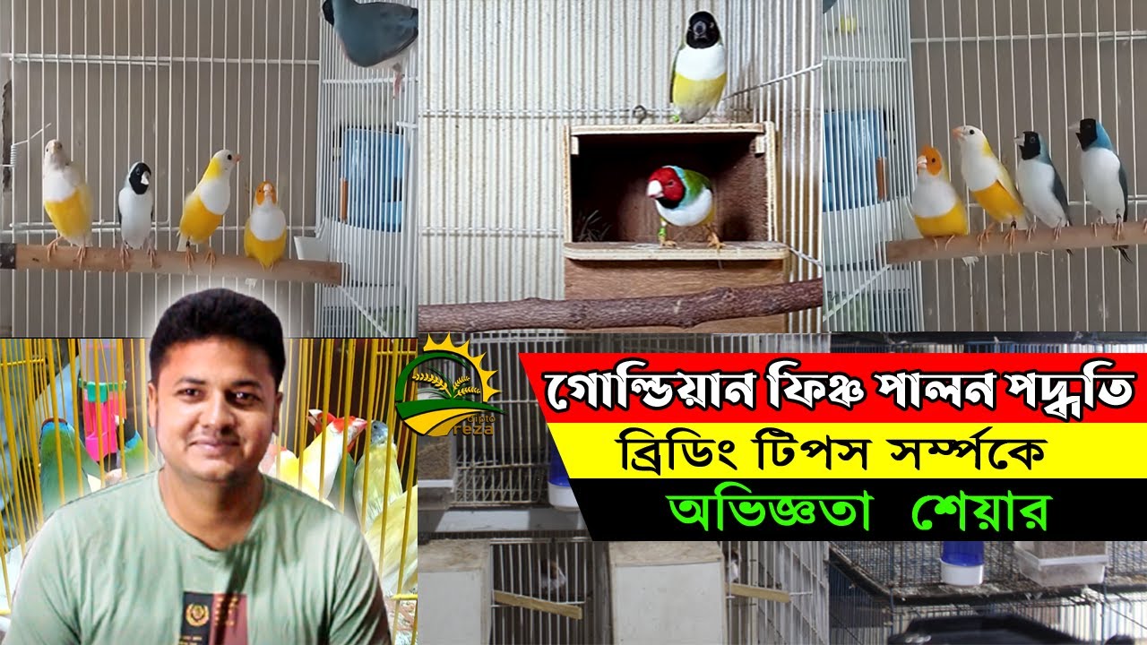 গোল্ডিয়ান ফিঞ্চ পাখি পালন  । বক্স ভর্তি বাচ্চা পেতে করনীয় কি ? অভিজ্ঞতা শেয়ার।