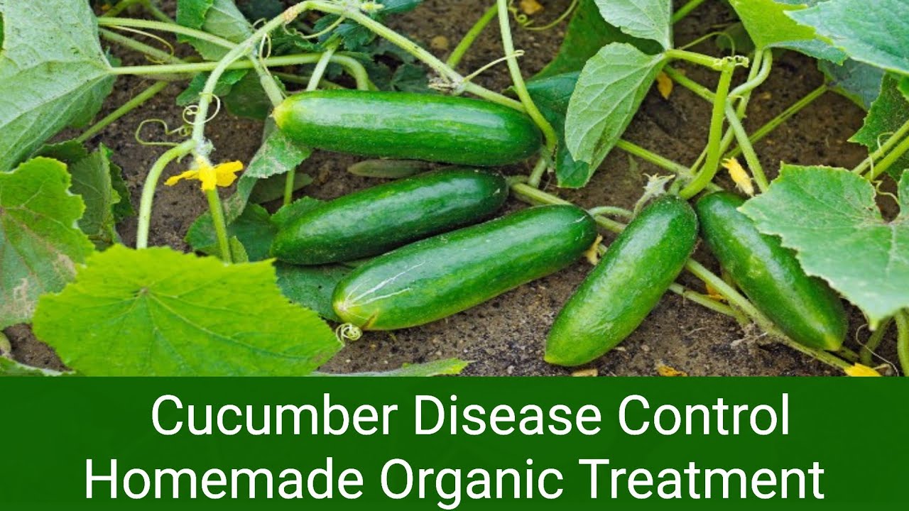 Cucumber Plant Disease Treatment