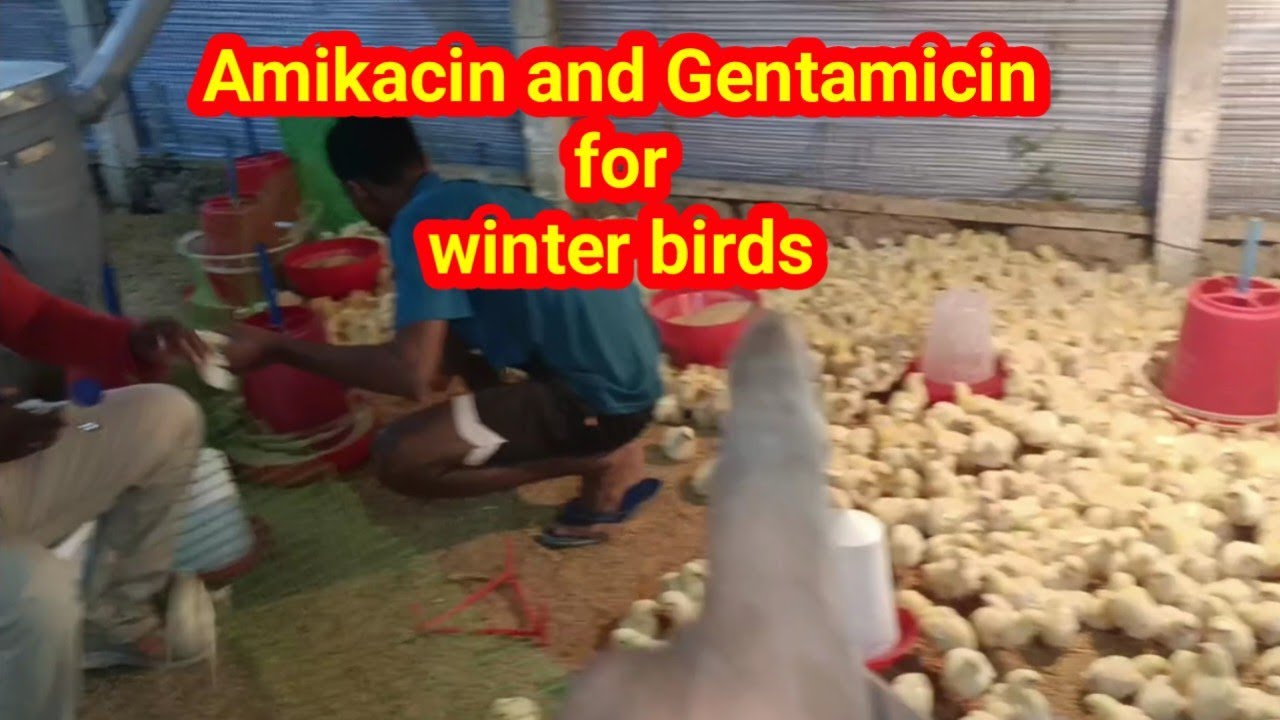 Amikacin/gentamicin injection of broiler birds