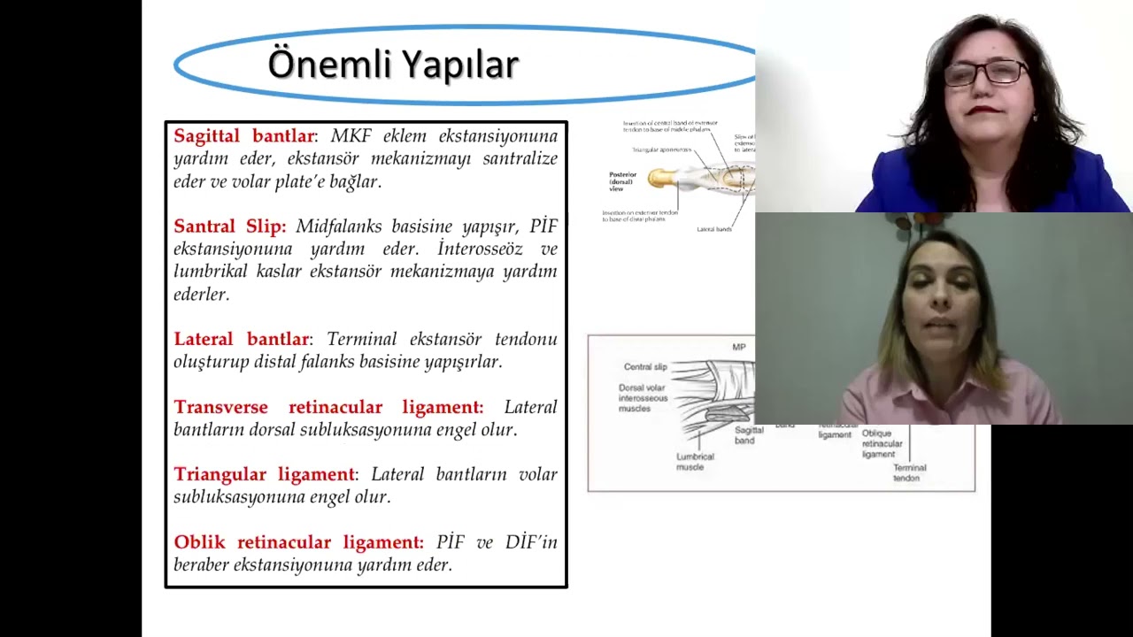 Ekstansör tendon anatomisi ve patofizyolojisi-Doç.Dr.Zeynep Hoşbay