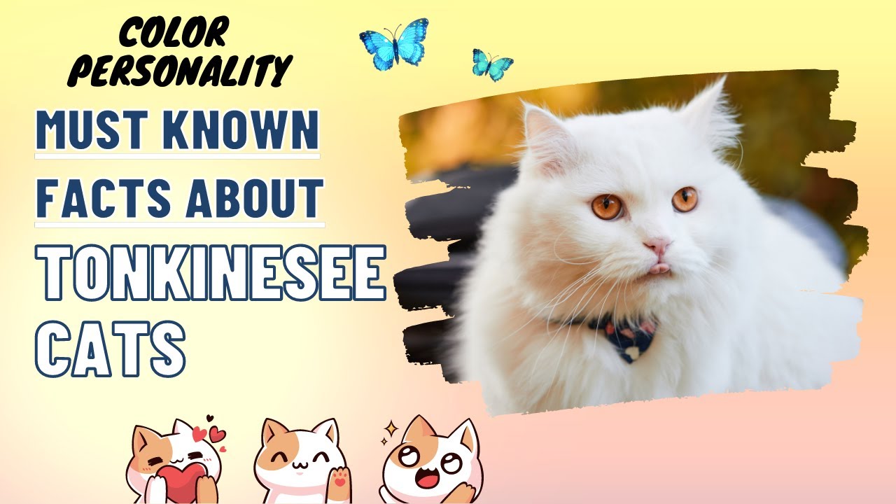 Learn Tonkinese cat colors and the Tonkinese cat personality || Tonkinesee Cats