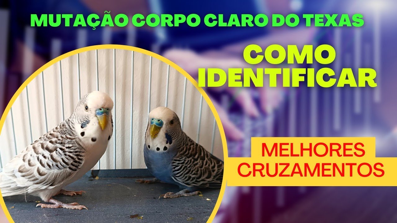 Como identificar um Periquito corpo claro do texas, suas características e melhores cruzamentos