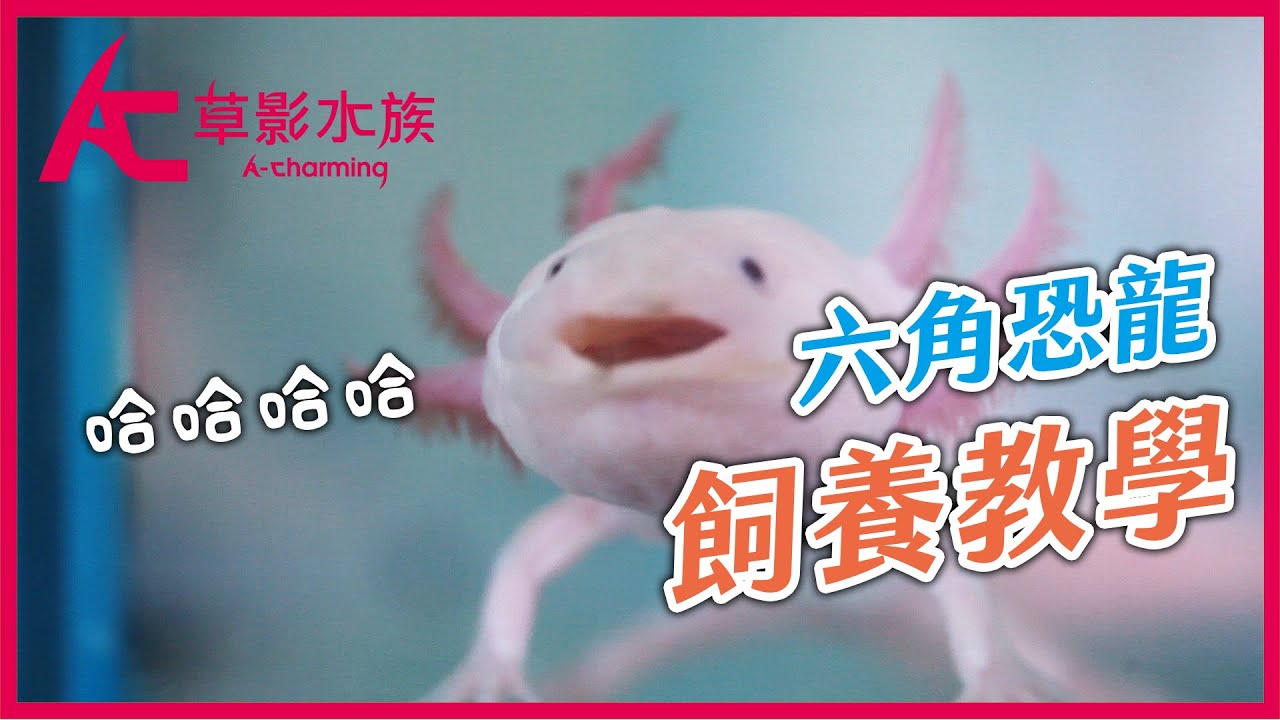 這不是魚！呆萌六角恐龍最強介紹（品種多多＆高畫質影片）｜AC草影水族