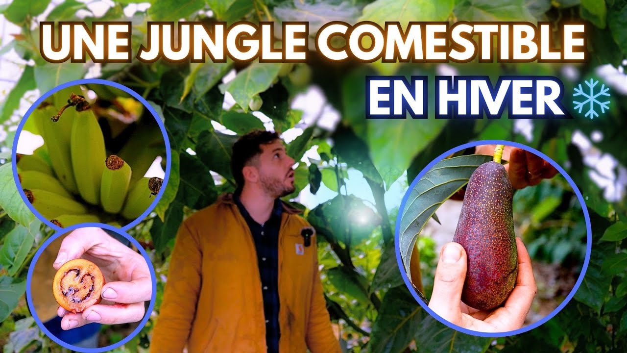 Il a créé une jungle comestible dans une serre froide (en plein hiver)