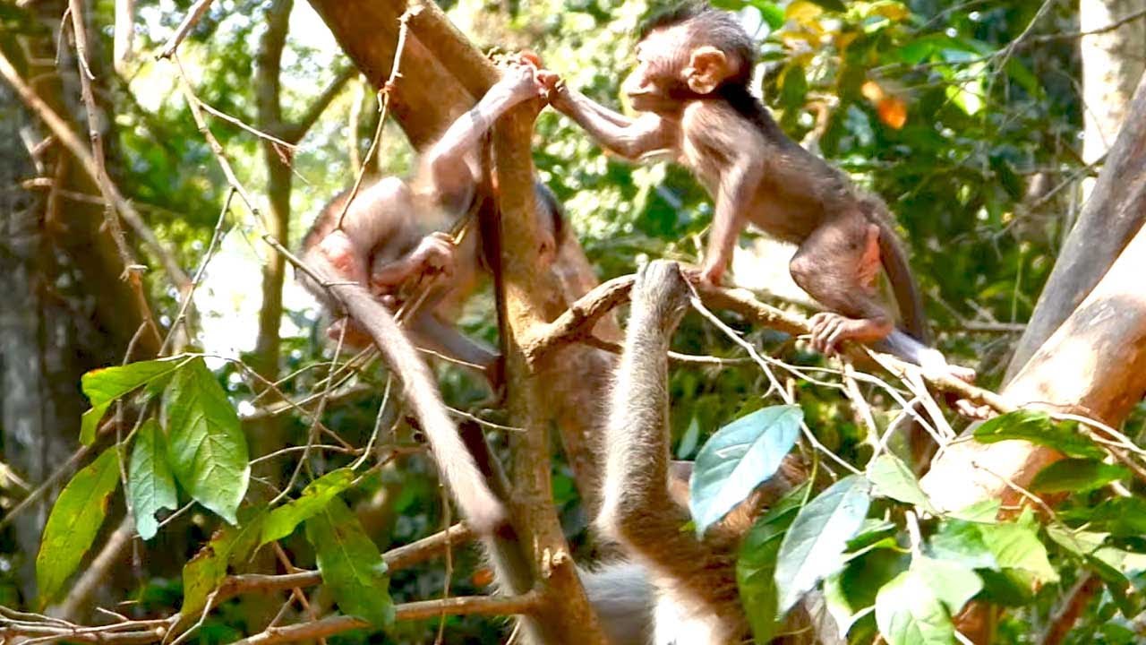 Jiva Makes New Friends on a Tree With Mom Jazzy Close By