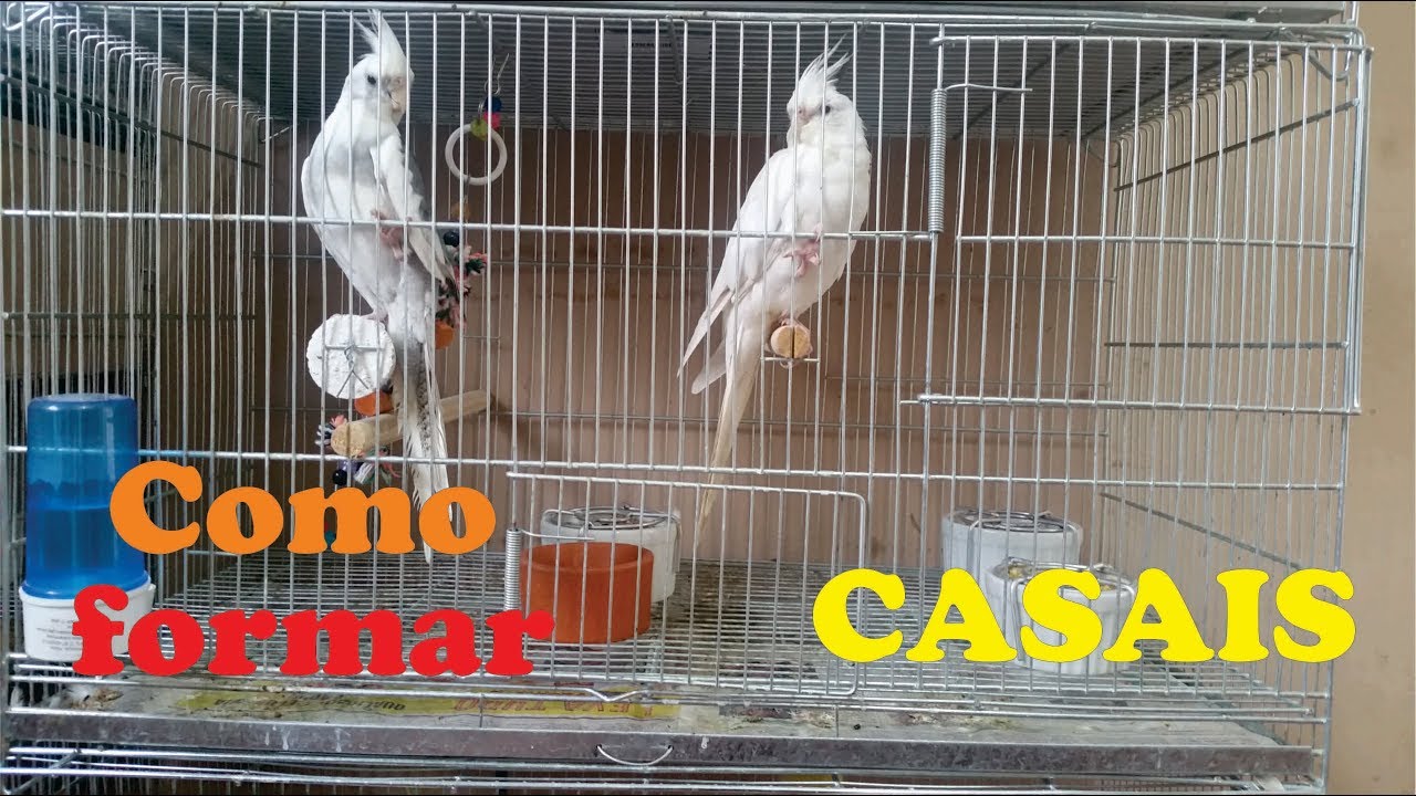 Como Formar Casal de Calopista Parte 01