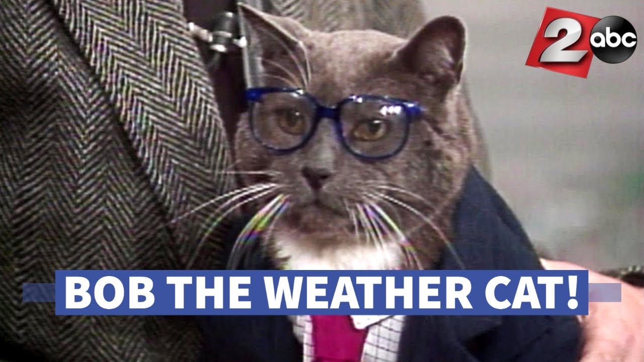 Bob the Weather Cat April 1992 - KATU In The Archives