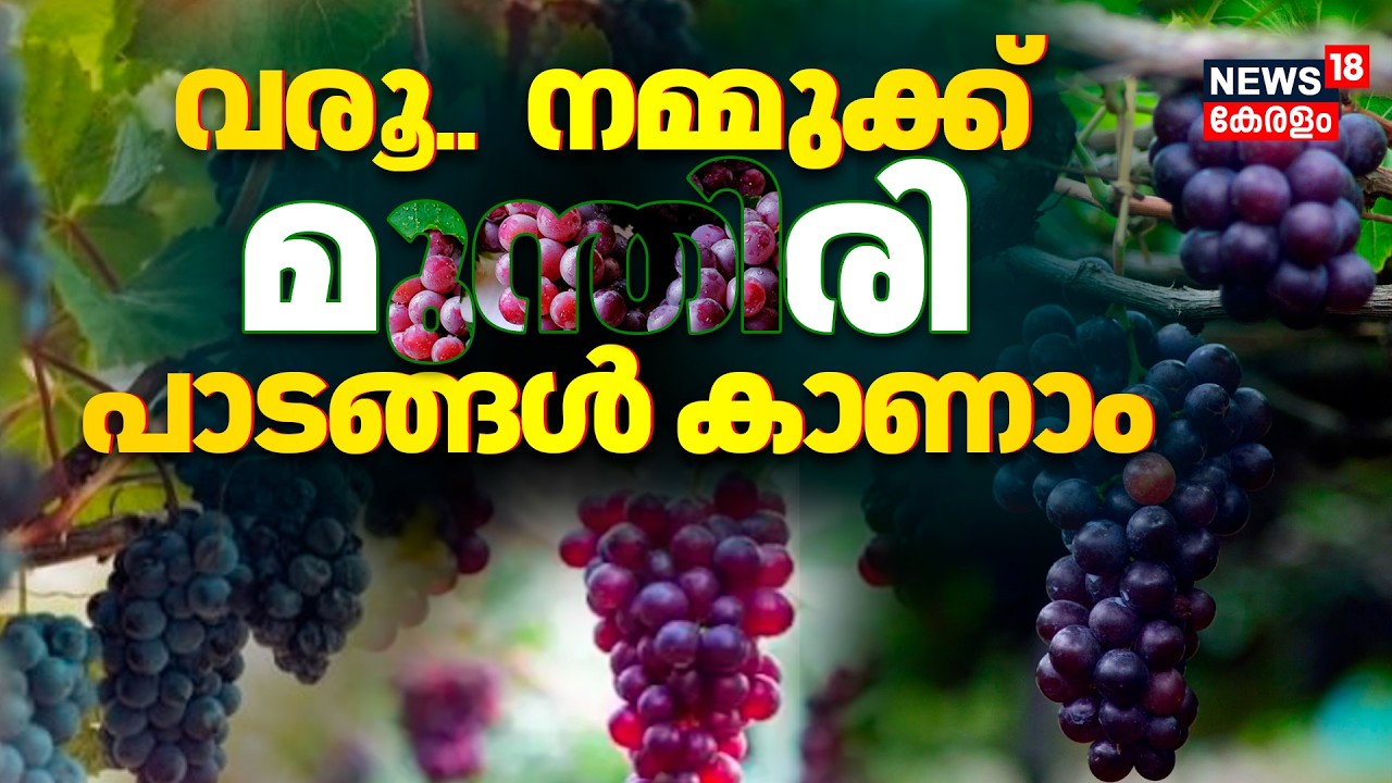 Tamilnadu Grape Gardens | സഞ്ചാരികളെ ആകർഷിച്ച്  തമിഴ്‌നാട്ടിലെ മുന്തിരി തോപ്പുകള്‍ | Kambam Theni