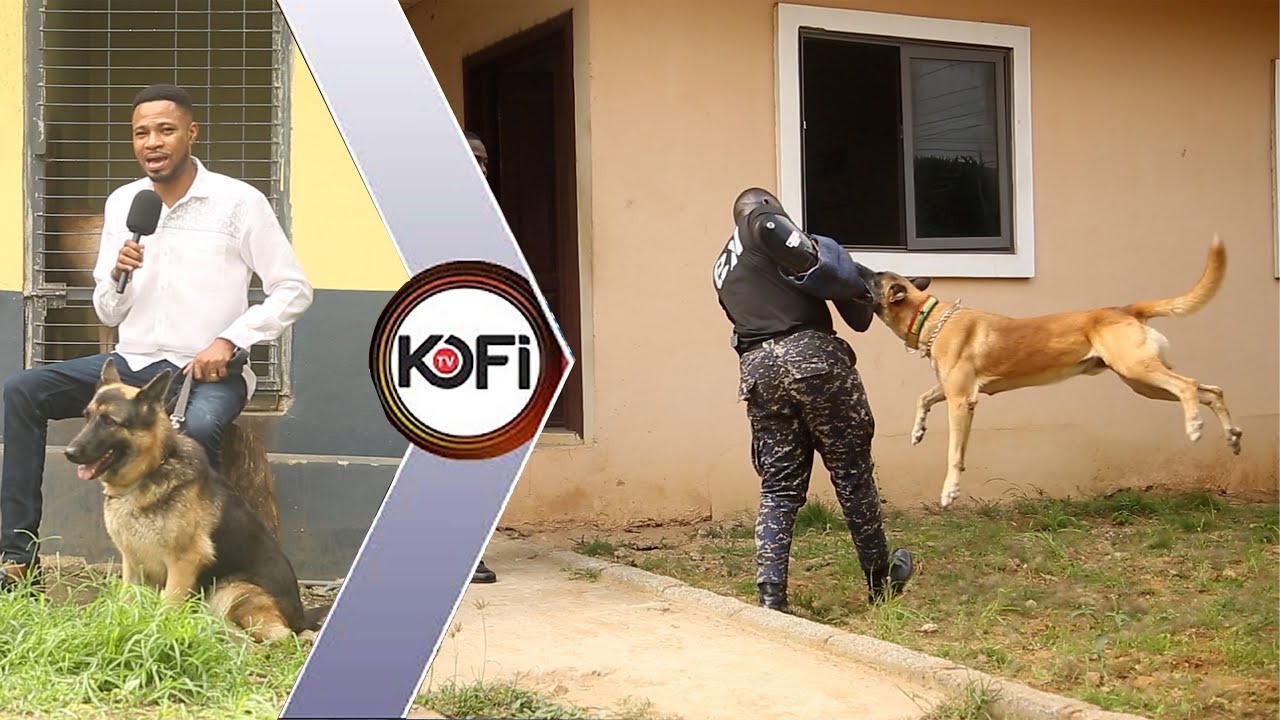 Over 50 GHANA POLICE DOGS made Kofi Adoma Little koraa. Man pass man.