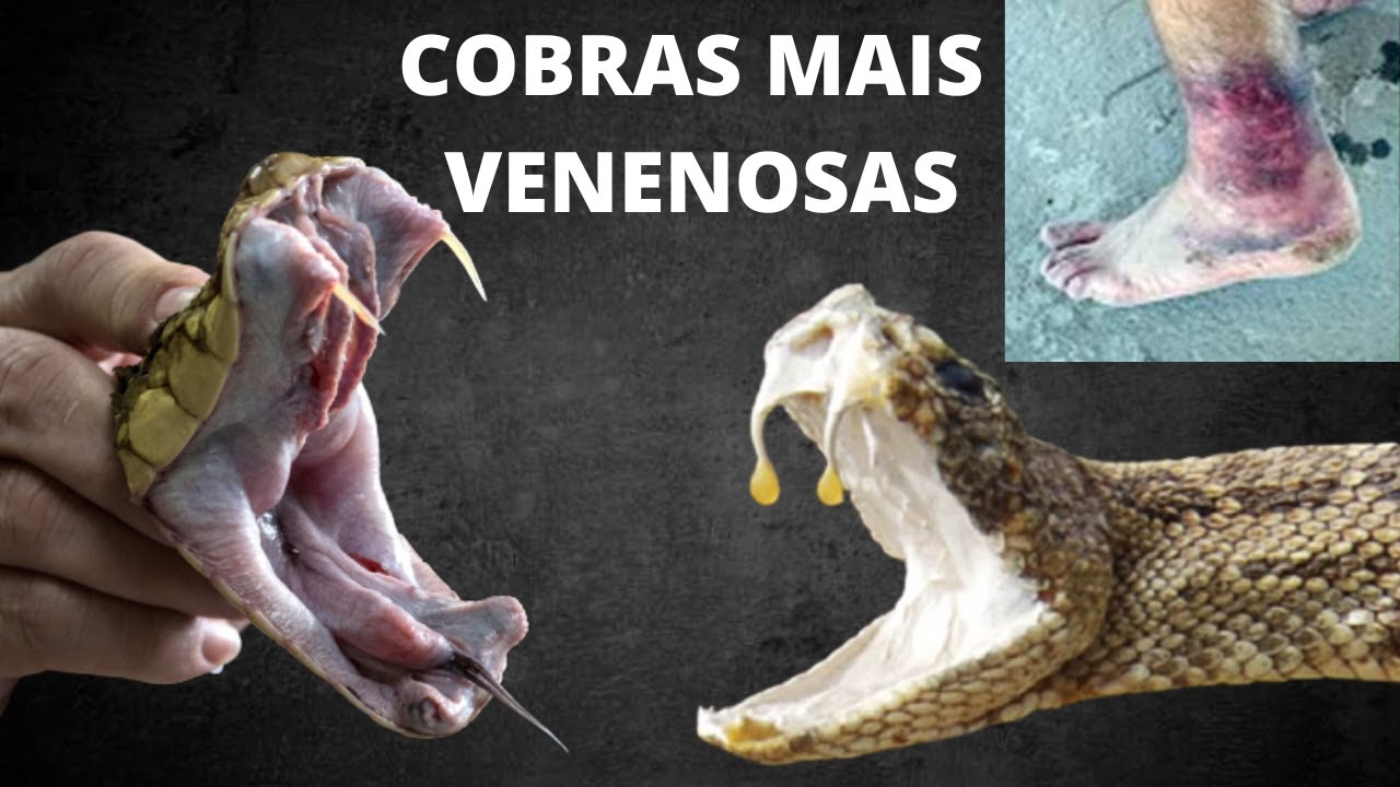 AS COBRAS MAIS VENENOSAS DO MUNDO! SERPENTES PEÇONHENTAS E MUITO PERIGOSAS! QUE COBRAS SÃO ESSAS?