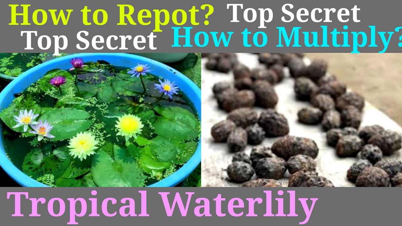 How To repot Tropical Waterlily After Winter And get Lot of bulb. Secret How to Multiply Waterlily