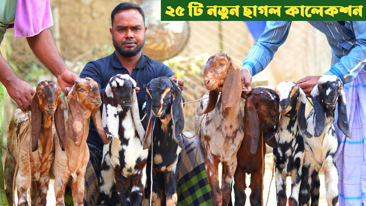 ২৫ টি উন্নত জাতের ছাগল কালেকশন। কম দামে তোতাপুরি ও বিটল ছাগল কিনুন। 