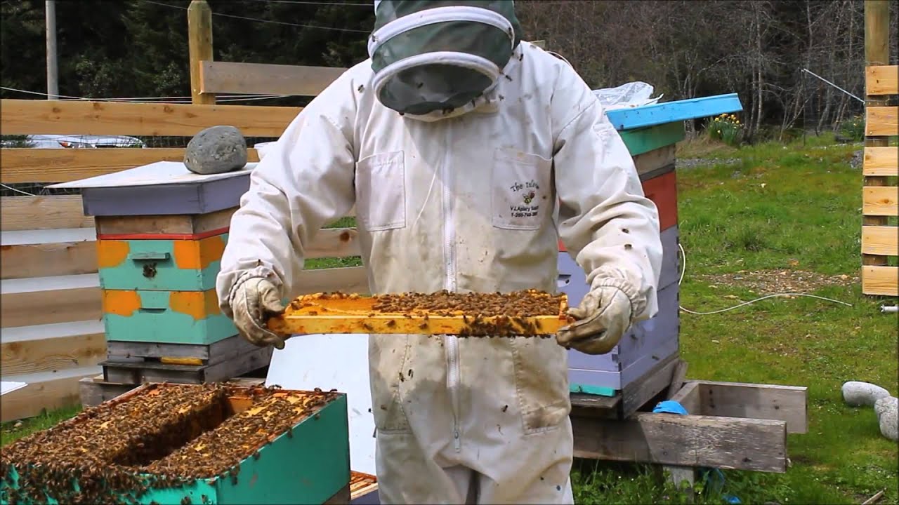 How to Split a Honeybee Hive (creating a Nuc).