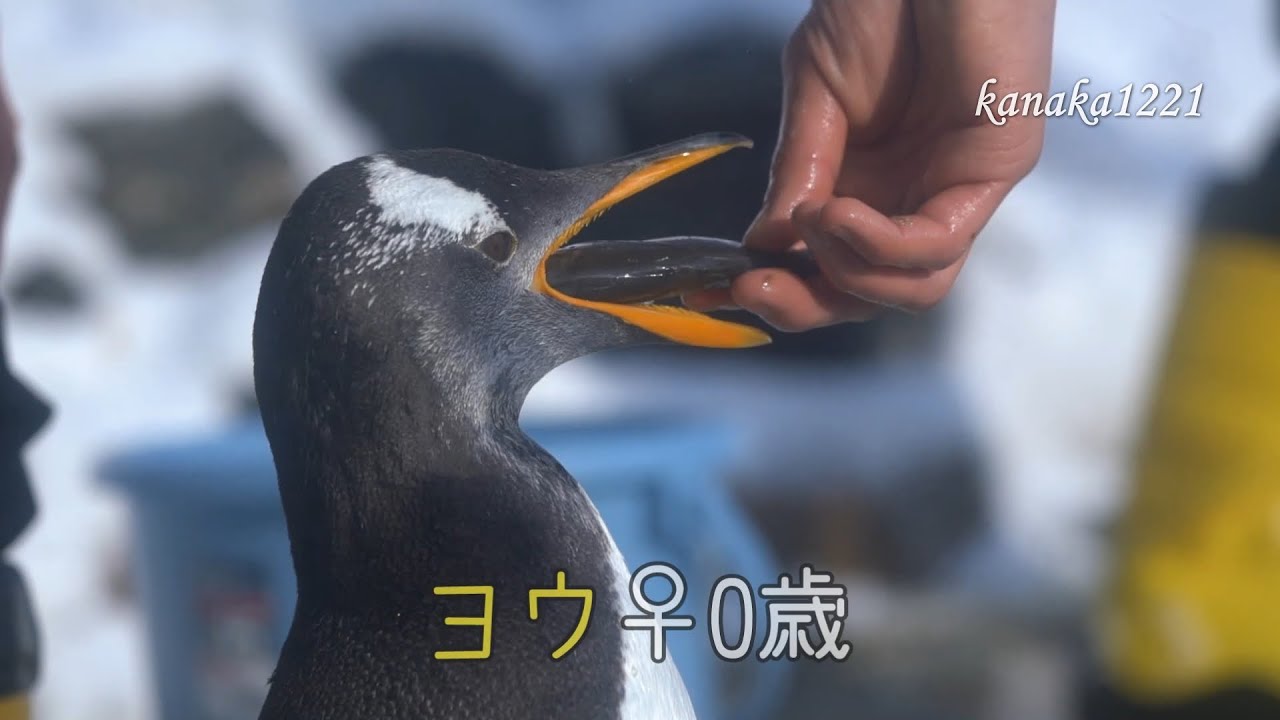 おたる水族館 ジェンツーペンギンのあからさまな好き嫌い