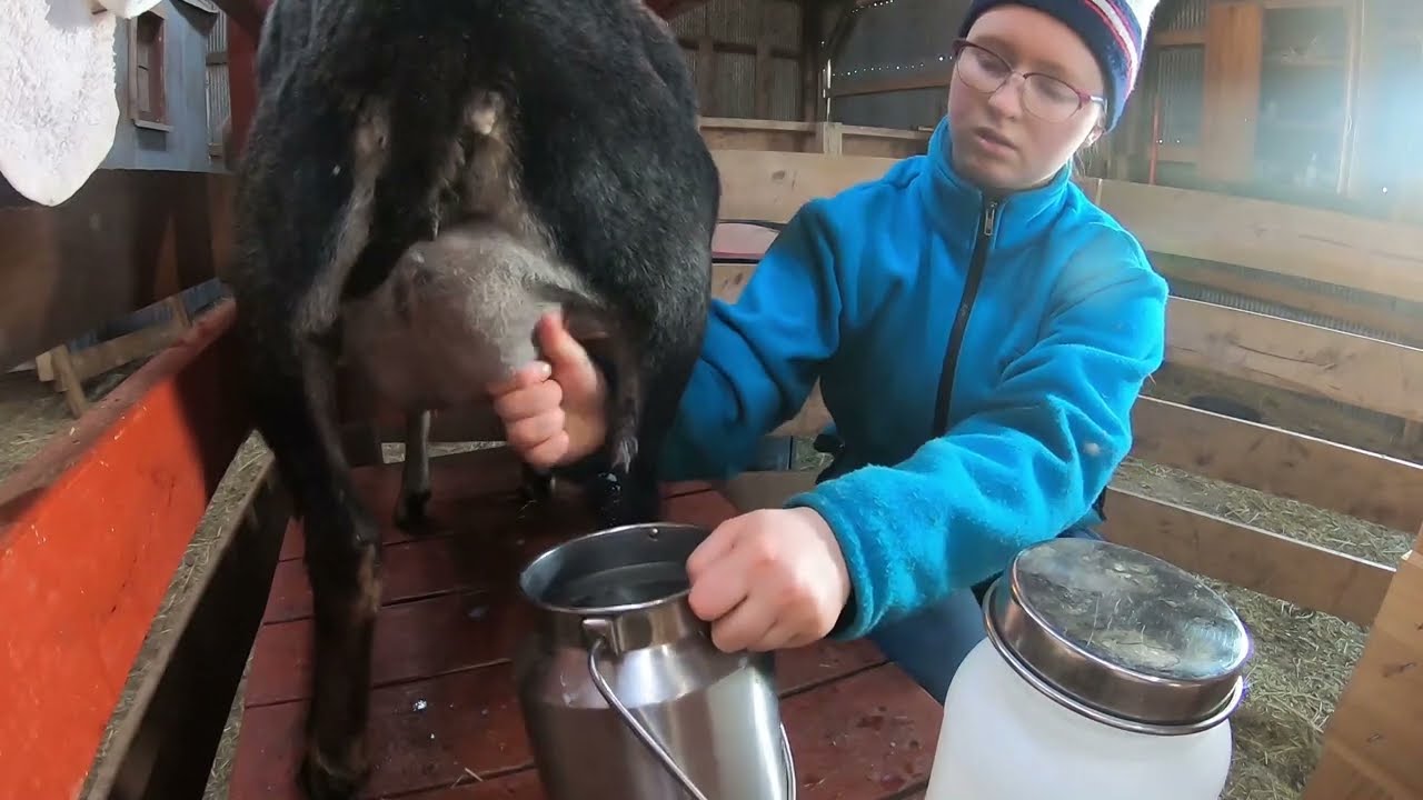 Sheep Milking Has Begun!