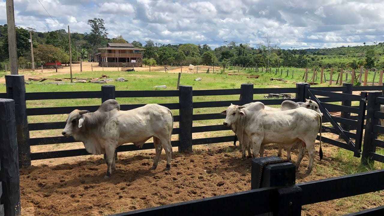 FAZENDA À VENDA 495 ALQ 185FORMADO 45KM DE URUARÁ-PA