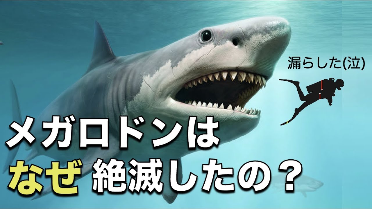 超巨大ザメ、メガロドンはなぜ絶滅したのか？