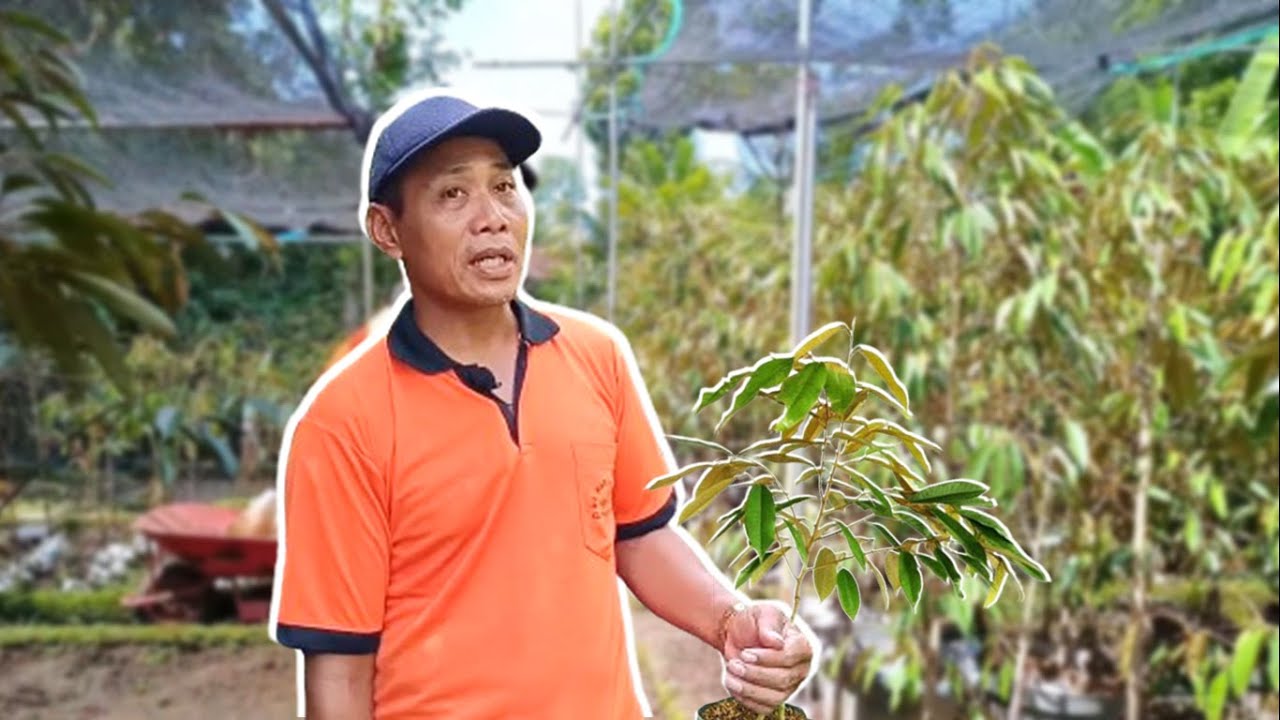 Ini Dia Jenis Durian Yang Cocok Untuk Pemula !!! Perawatan Mudah & Harga Mahal