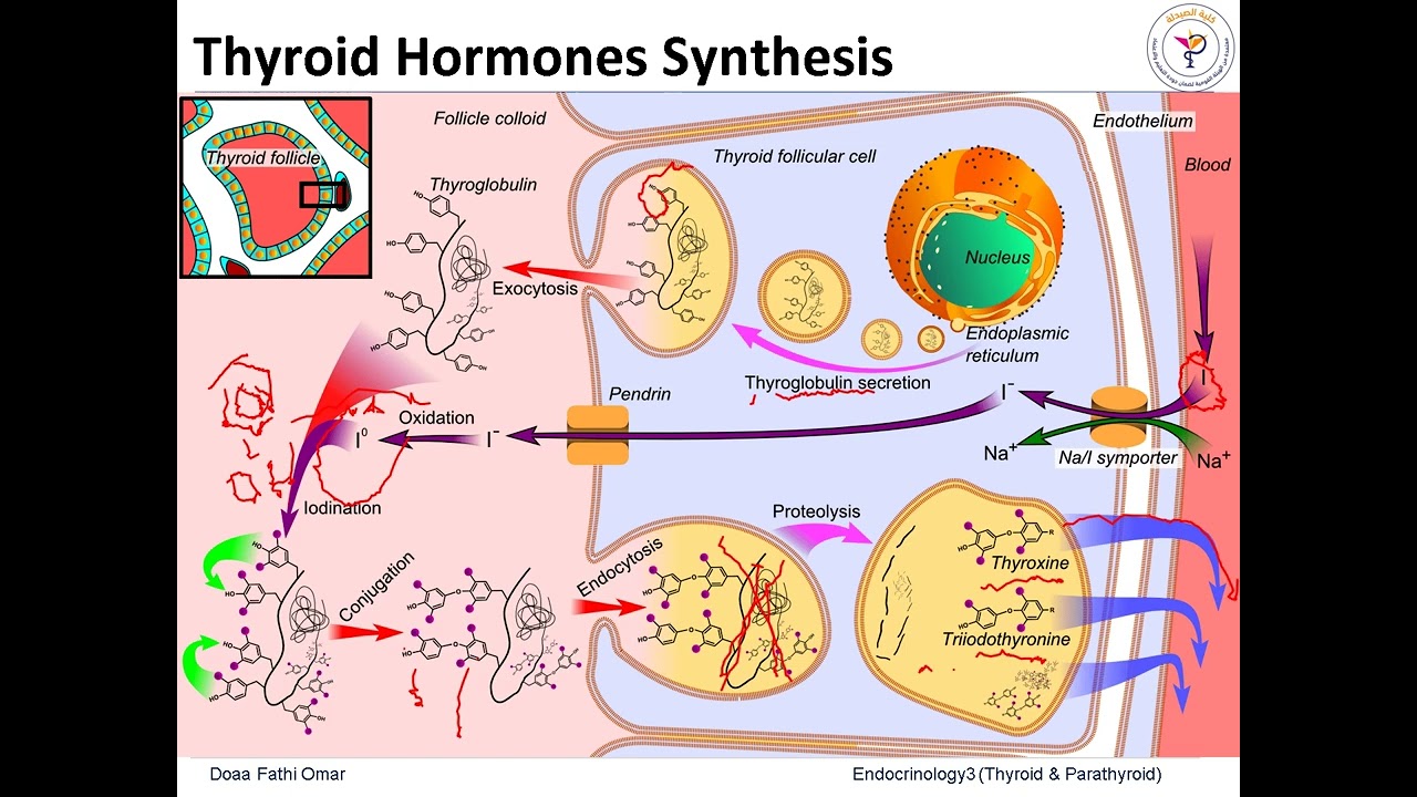 Thyroid & Parathyroid Hormones & Disorders