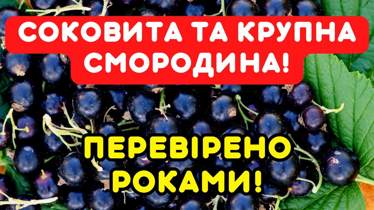 Підживи цим СМОРОДИНУ! Врожай на заздрість сусідам!