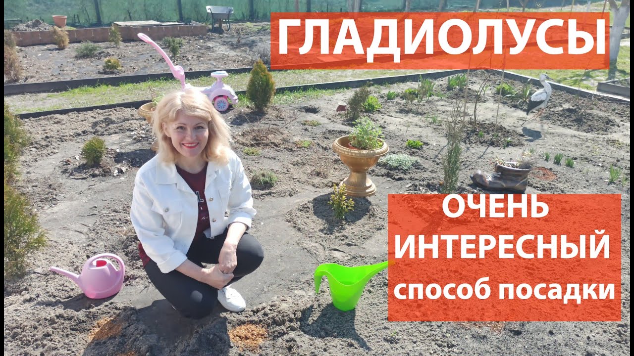 Как правильно сажать гладиолусы весной: секреты подготовки луковиц и защиты от болезней