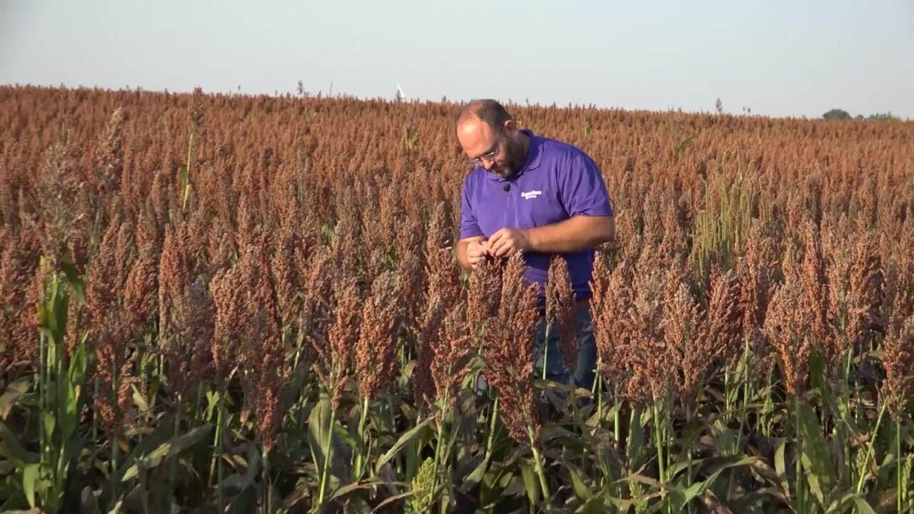 Modernizing Nitrogen For Sorghum at Kansas State University