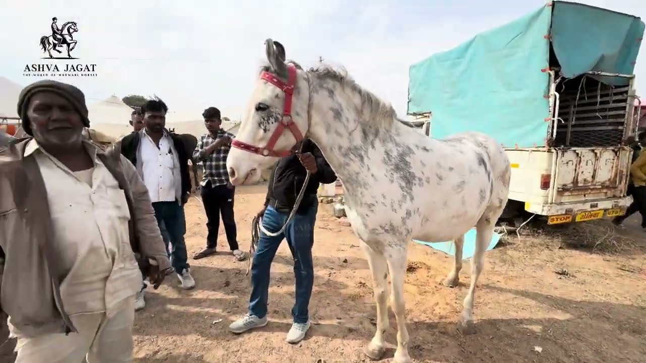 नागौर पशु मेले में आ रहे घोड़ा घोड़ी ख़रीद बेच का काम ज़ोरों पर #marwarihorse #nagour #horseforsale 