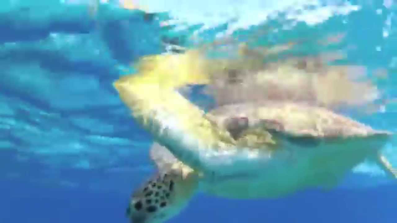Ocean Appreciation