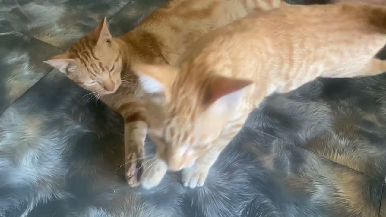 Thân nhau lắm