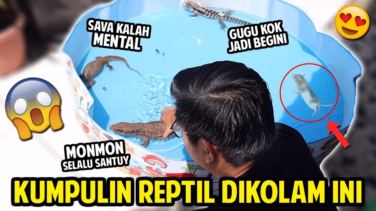 KUMPULIN REPTIL DI KOLAM INI! MONMON, GUGU, SAVA DALAM 1 KOLAM! REAKSINYA BEGINI!