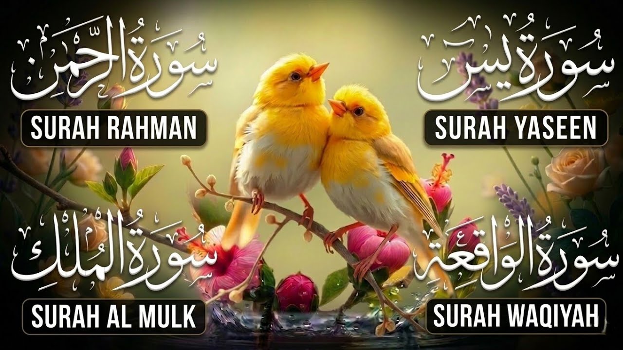 Very Nice Voice Surah Yaseen | Surah Rahman | Surah Waqiah | Surah Mulk l Reciter Ala Aqal 004