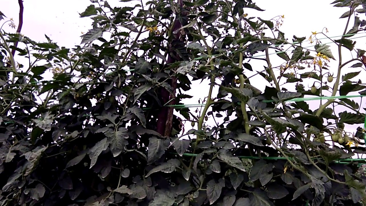 Tomat TM Marvel 80 HST,