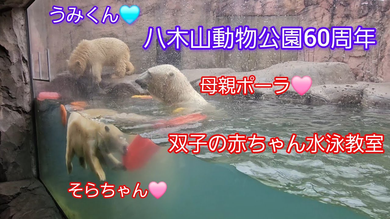 #ホッキョクグマ 親子で水泳教室 双子の赤ちゃんホッキョクグマ成長記録 展示35日目 #八木山動物公園 #レッサーパンダ #注目の話題 #宮城