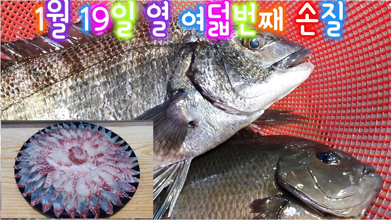 [감성돔과 벵에돔 회뜨기] Korean Sashimi is really delicious.