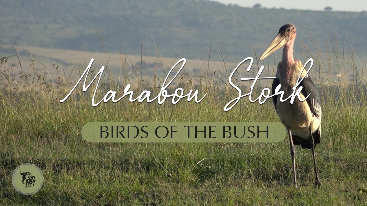The Marabou Stork l Birds of the Bush l EcoTraining