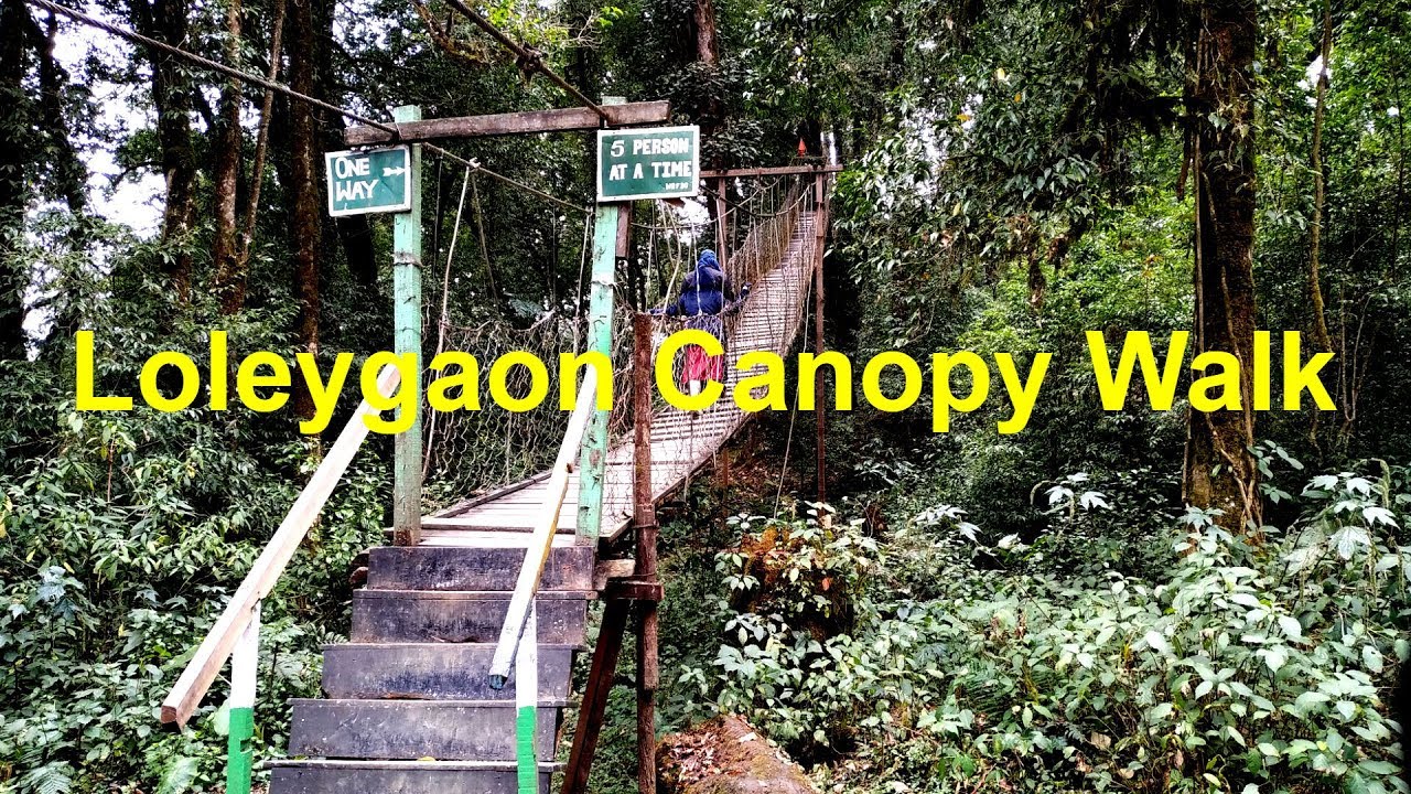 Loleygaon Canopy walk | Hanging Bridge | লোলেগাঁও