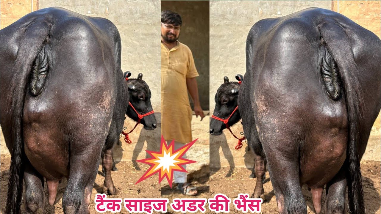 👌टैंक साइज अडर की भैंस। 20 लीटर दूध वाली 4 भैंसे बिकाऊ दूध 13 से 20 लीटर। छाबड़ा डेयरी फार्म गंगानगर