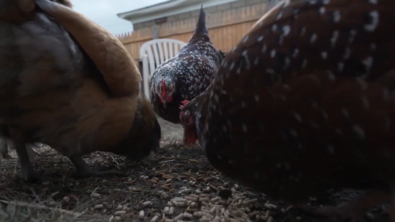 DOH takes precautions with Hawaii&rsquo;s first-ever bird flu detection