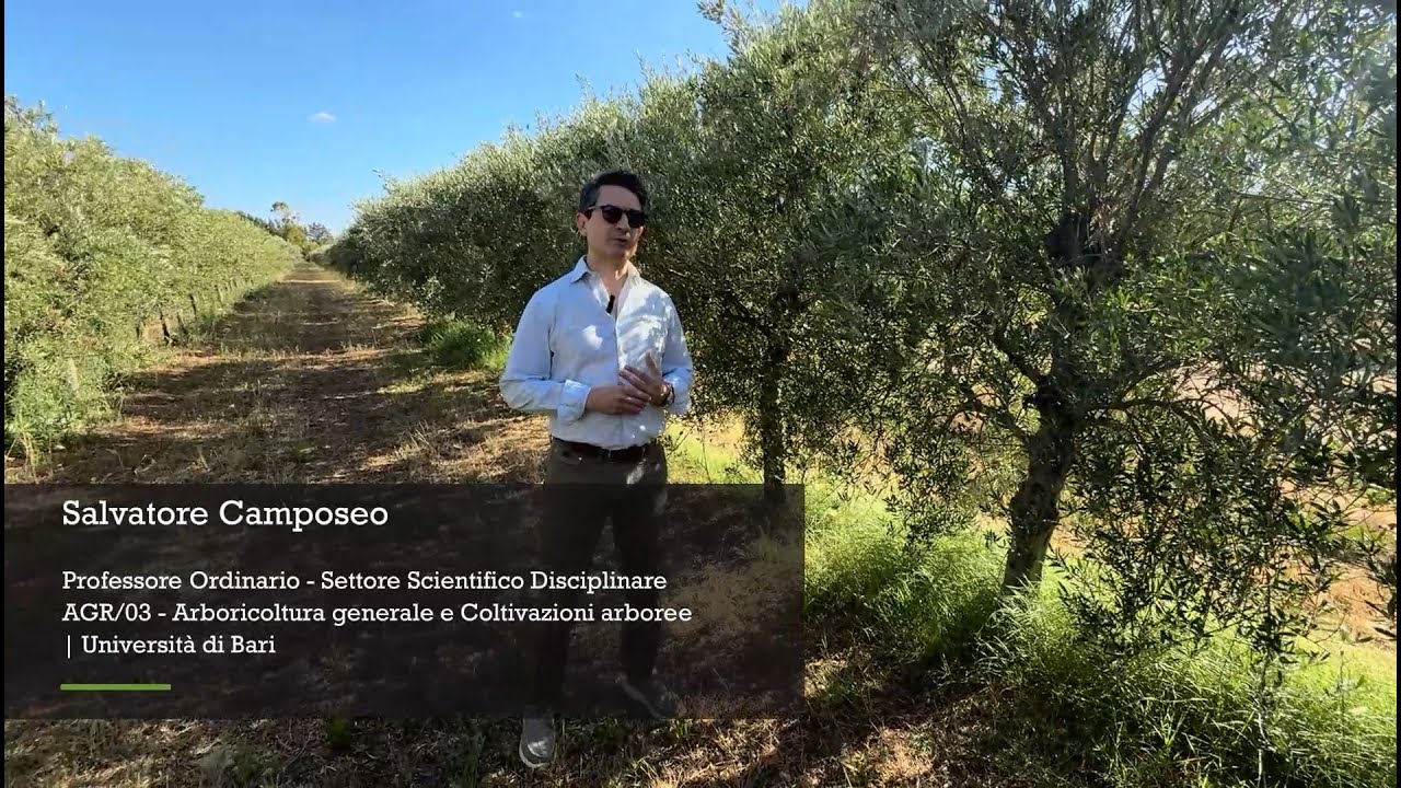 Lecciana: la rivoluzione dell&rsquo;olivo moderno. Intervista al padre del cambiamento, Salvatore Camposeo